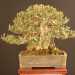 Un ulivo in miniatura, originario della Puglia (Foto dell'associazione "Bonsai e Dintorni")
